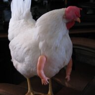 jarwoceng