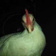 wflovers