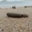 Kimcilp